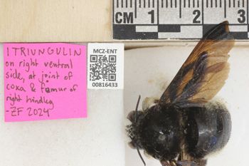 Media type: image;   Entomology 816433 Aspect: labels